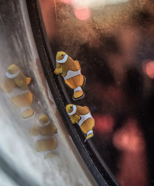 The Smoking Panda Pic 2 - Clownfish