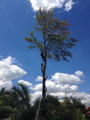 Bella Vista Tree Solutions Pic 2