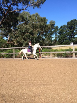 Tranquil Park Stables Horse Management & Riding Centre Pic 2