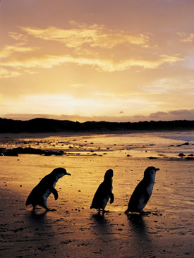 Phillip Island Nature Park Pic 4