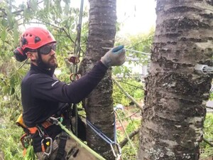 Launceston Tree Service Pic 2