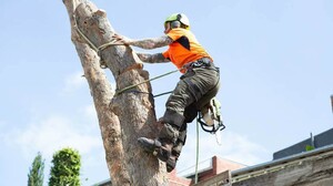 Launceston Tree Service Pic 3