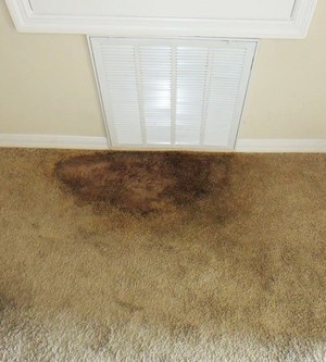 Sparkling Carpet Cleaning Pic 5