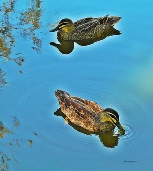 Shanmaree's Art Design Pic 3 - two ducks 2