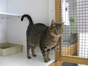 Cats in the City Cattery - Manningham Pic 3