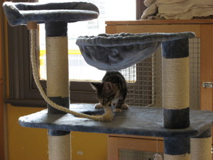 Cats in the City Cattery - Manningham Pic 2