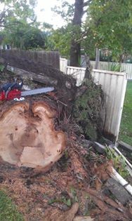 Tyson's Tree Surgery Pic 2