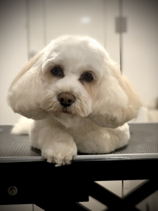 Dolcey Grooming Pic 1