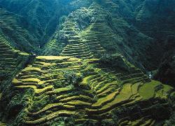 Tour Flair Pic 5 - Rice terraces a wonder of the world