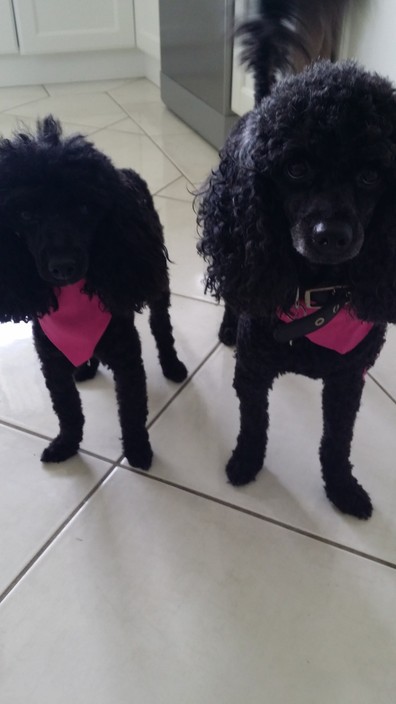 Poodle Palace Pic 1 - Princesses feeling pretty after their pamper session