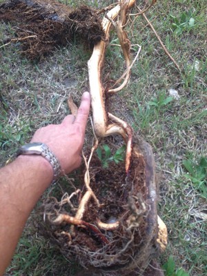 Fast Drains Pic 2 - Huge Tree roots found in a sewer line