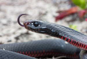 Sam's Snake Catcher Pic 2