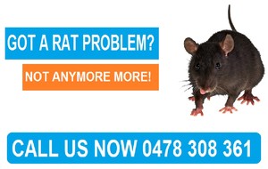 Right Pest Control Pic 2 - Got a Rat Problem Call us