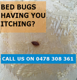 Right Pest Control Pic 3 - Bed Bugs Having you Itching Call us