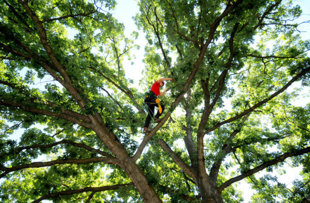 Tree Safe Solutions Pic 1 - Commercial Schools And Residential Properties