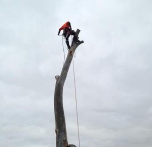 Tree Safe Solutions Pic 2 - Palm Tree Removals