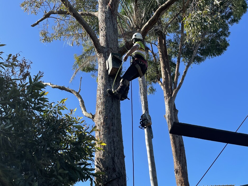 Treepeeps Tree Services Pic 1