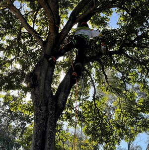 Treepeeps Tree Services Pic 3 - Tree Services Brisbane