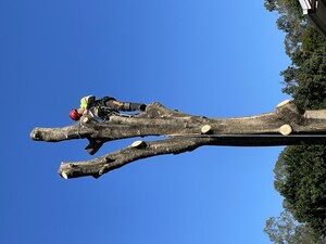 Treepeeps Tree Services Pic 4 - Tree Trimming Brisbane