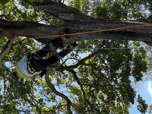 Treepeeps Tree Services Pic 5 - Tree Removal Ipswich