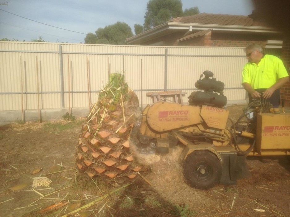 Jeffs Stumps Removals Pic 1 - After lopping branches the grind starts