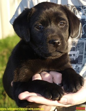 Truebred Labradors Pic 3 - Labrador puppy