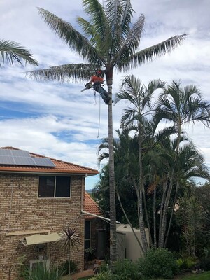 Mac's Tree Lopping Pic 2