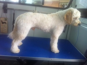 Carrie's Doggie Styles Mobile Grooming Salon Pic 5