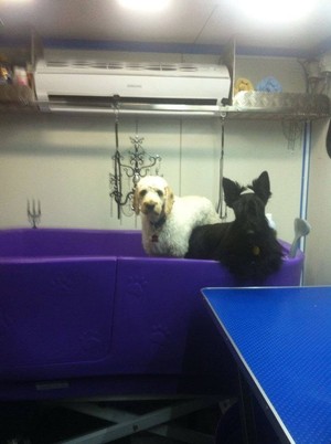 Carrie's Doggie Styles Mobile Grooming Salon Pic 3