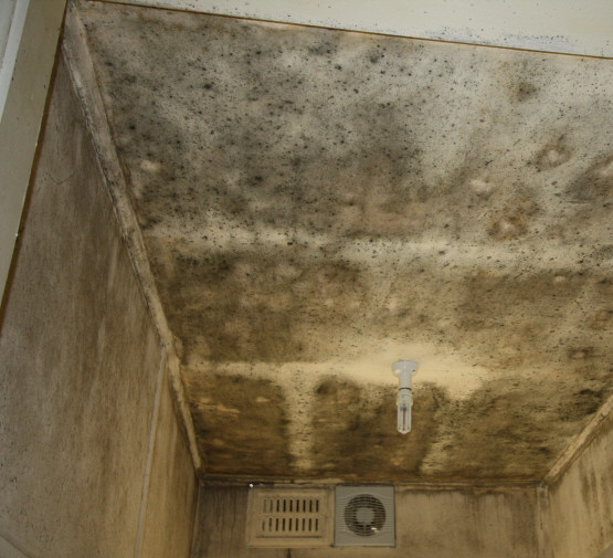 Andy Perfect Solution(ta PureProtect Strathfield) Pic 1 - Mouldy bathroom