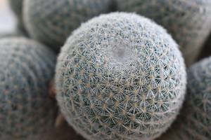 Mad Harter Pic 3 - Cactus