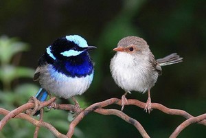 Blue Wren Riverside Cottage Pic 5 - Local Birdlife