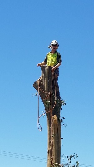 Ken-Well Tree Services Pic 5 - Safe Efficient Removal