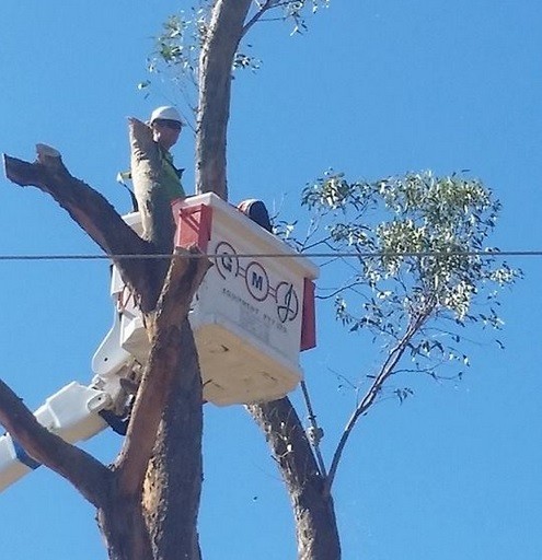 Ken-Well Tree Services Pic 1 - Tree Removal