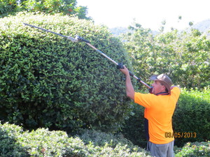 Good Deal Mowing Pic 3 - High reach Hedge Trimmer