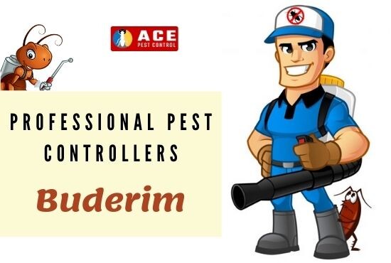 Buderim Pest Control Pic 1