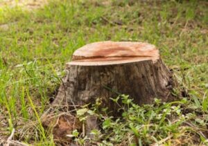 Seaford Tree Removal Experts Pic 2