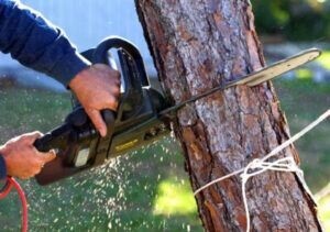 Seaford Tree Removal Experts Pic 3