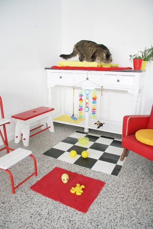 Home Suite Home Cat Boarding & Dog Training Pic 2 - The Rumpus Rooms