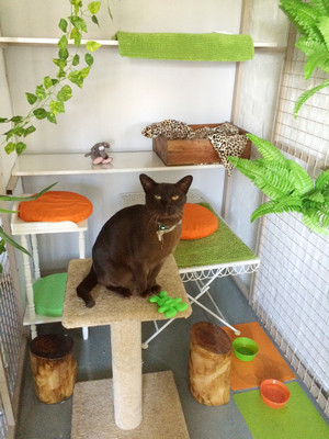 Home Suite Home Cat Boarding & Dog Training Pic 4 - The Urban Jungle