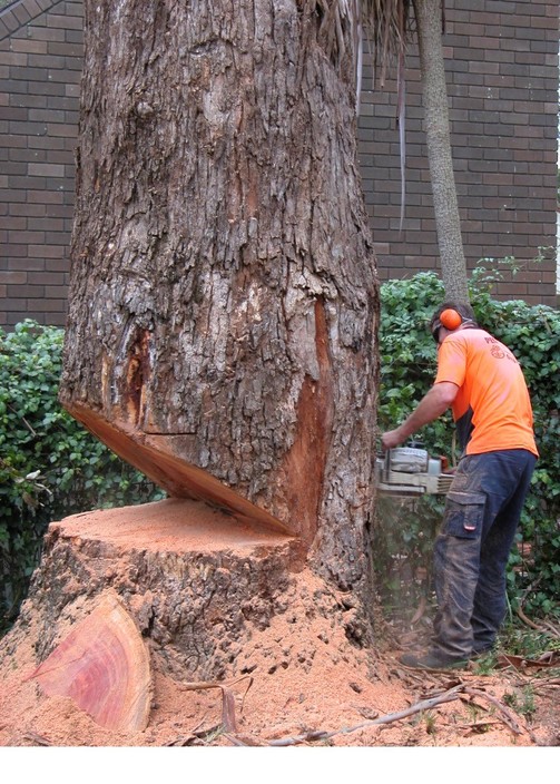 EM Star Tree Services Pic 1