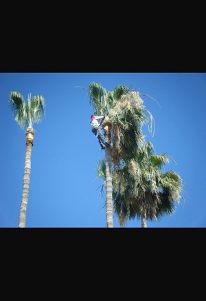 EM Star Tree Services Pic 2