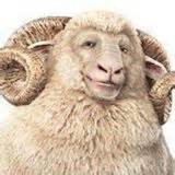 RAMS Home Loan Centre Revesby Pic 1 - Raymond A RAM