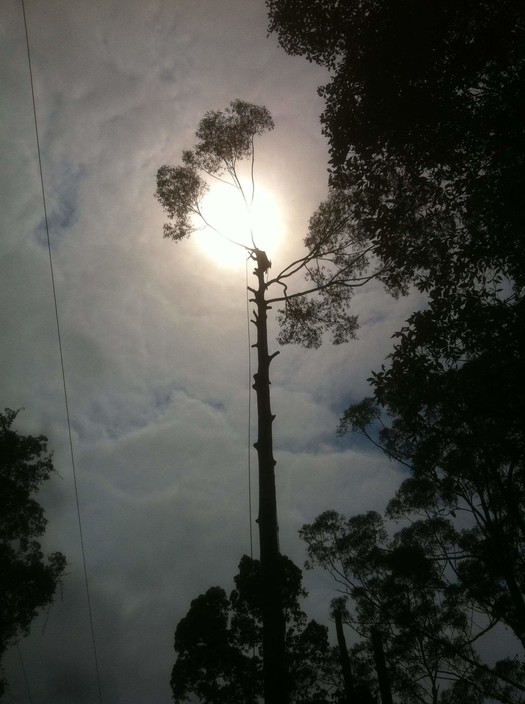 Coastal Trees Pic 1