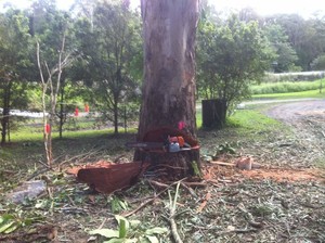 Coastal Trees Pic 3