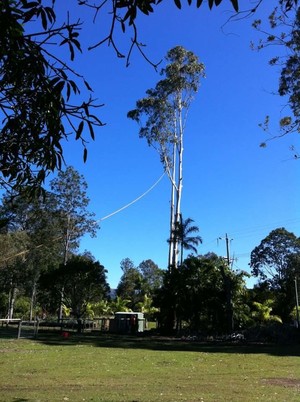 Coastal Trees Pic 4