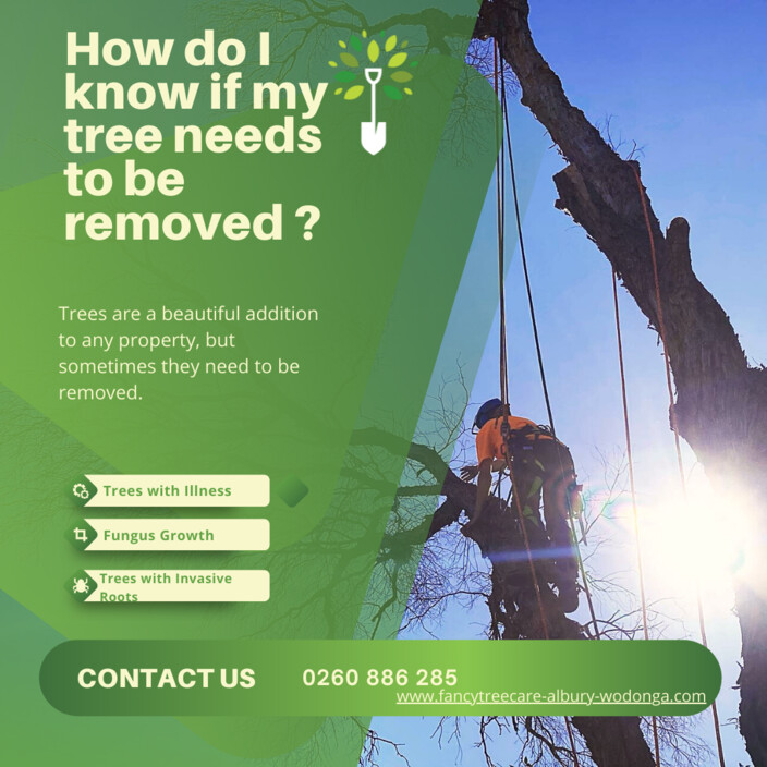 Fancy Tree Care Pic 1