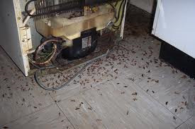 Thorough Pest Management Pic 2