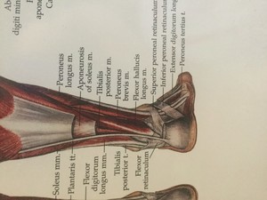 Body Assist Pic 4 - Musculature and tendons of the ankle