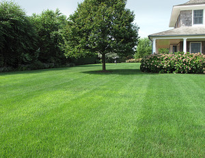 Clippers Mowing and Garden Care Pic 2